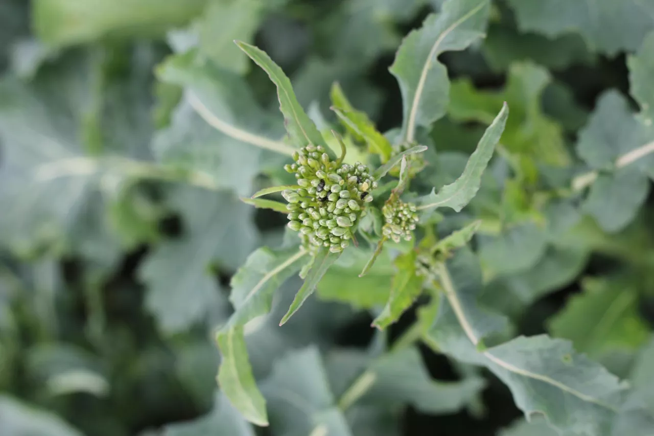 Słodyszek na rzepaku w fazie zwartego pąka BBCH 52