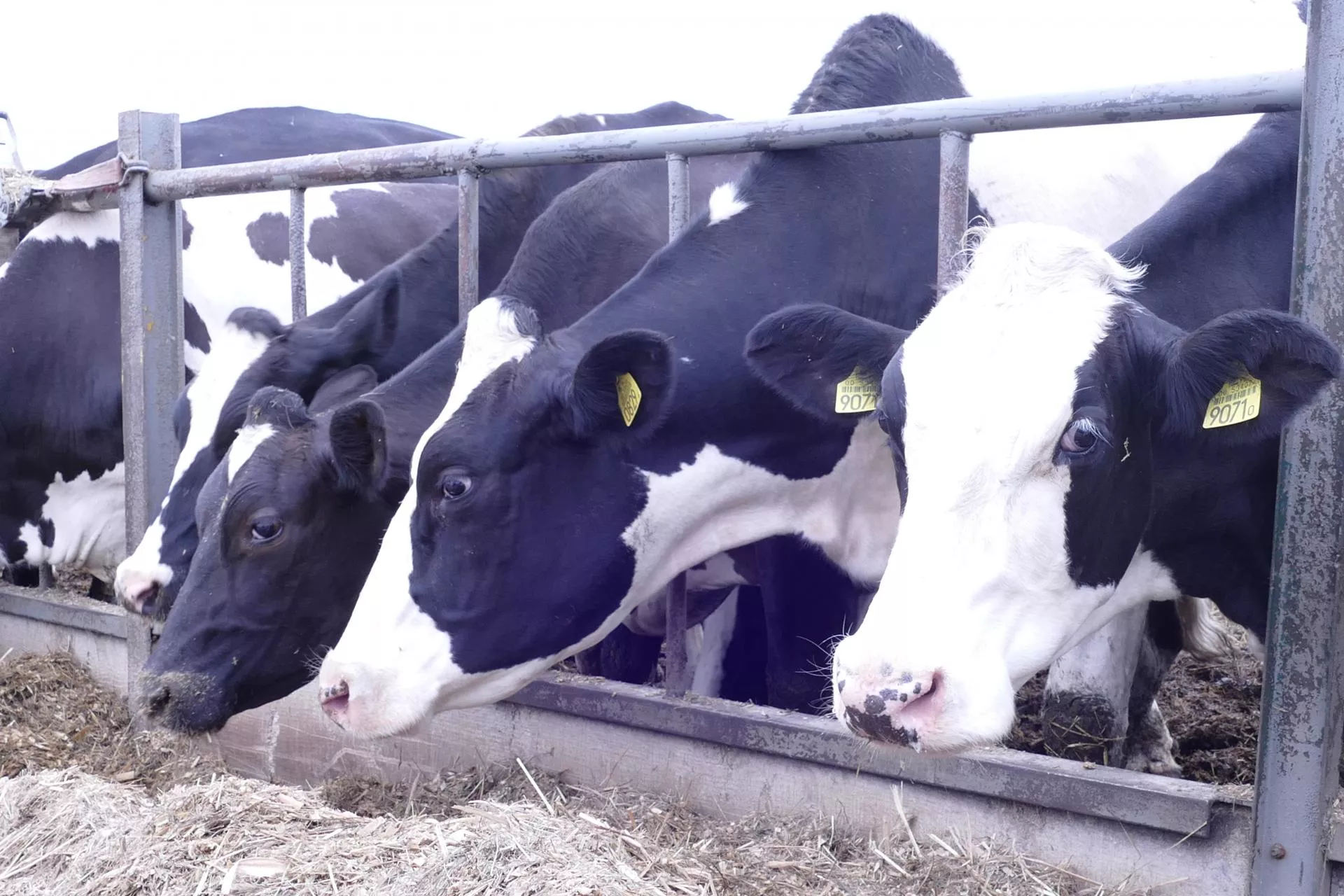 Jakie są żywieniowe przyczyny pogorszenia płodności krów?