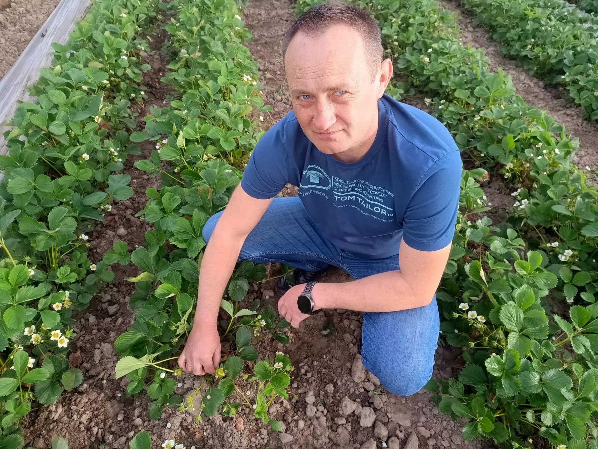Brokuły po jęczmieniu. Rolnik spod Czerwińska ma podwójny zbiór z jednego pola