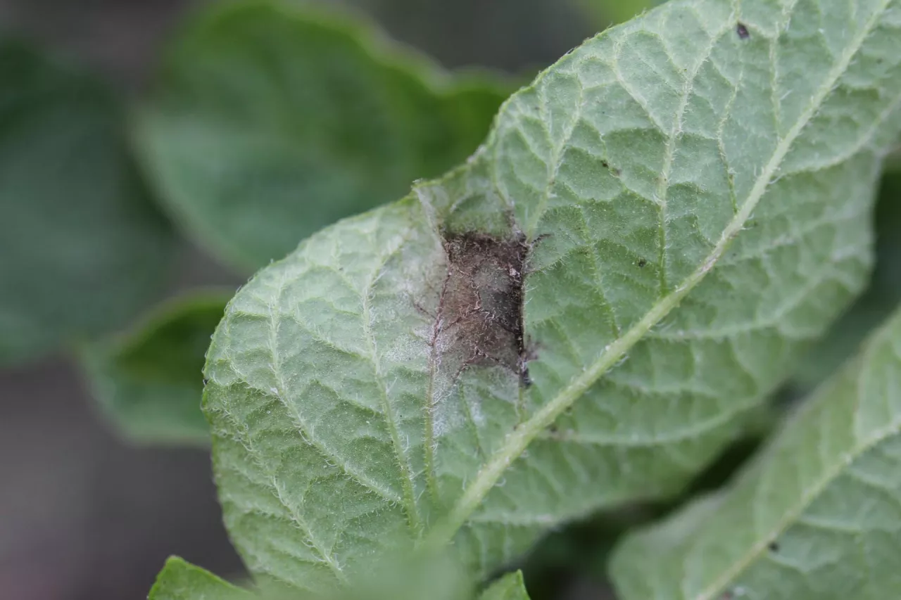 Zaraza ziemniaka (Phytophthora infestans objawy na liściu