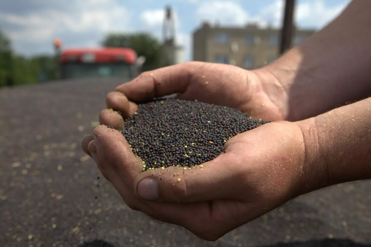 Ceny rzepaku z nowych zbiorów spadły nawet o 90 zł. Jakie są stawki na żniwa 2025?