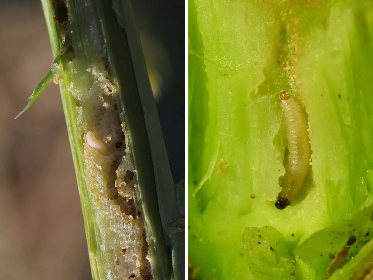 Pchełki i chowacze w rzepaku: po czym odróżnić larwy?