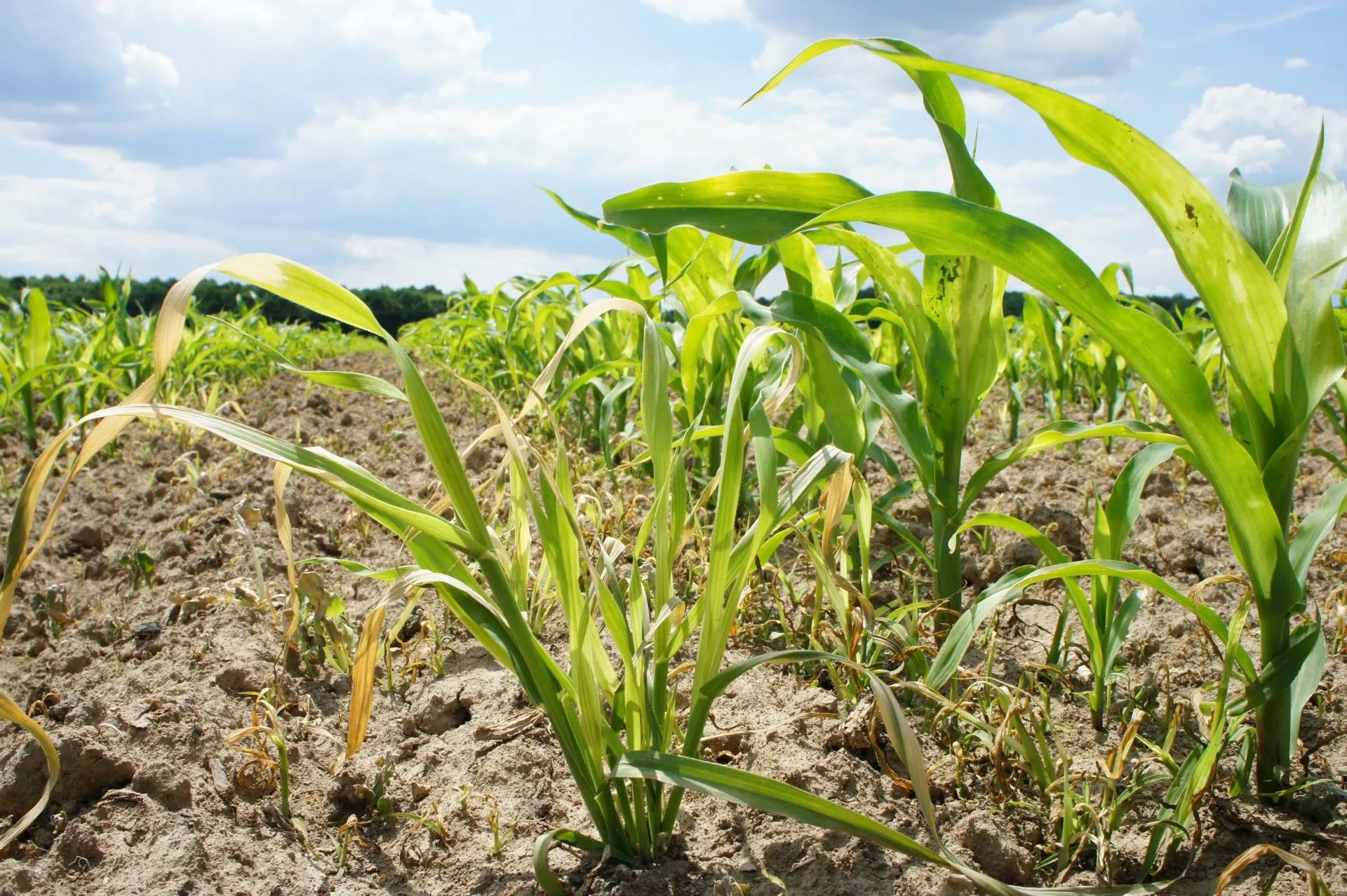 Chwasty ciepłolubne w kukurydzy: kiedy zwalczać?
