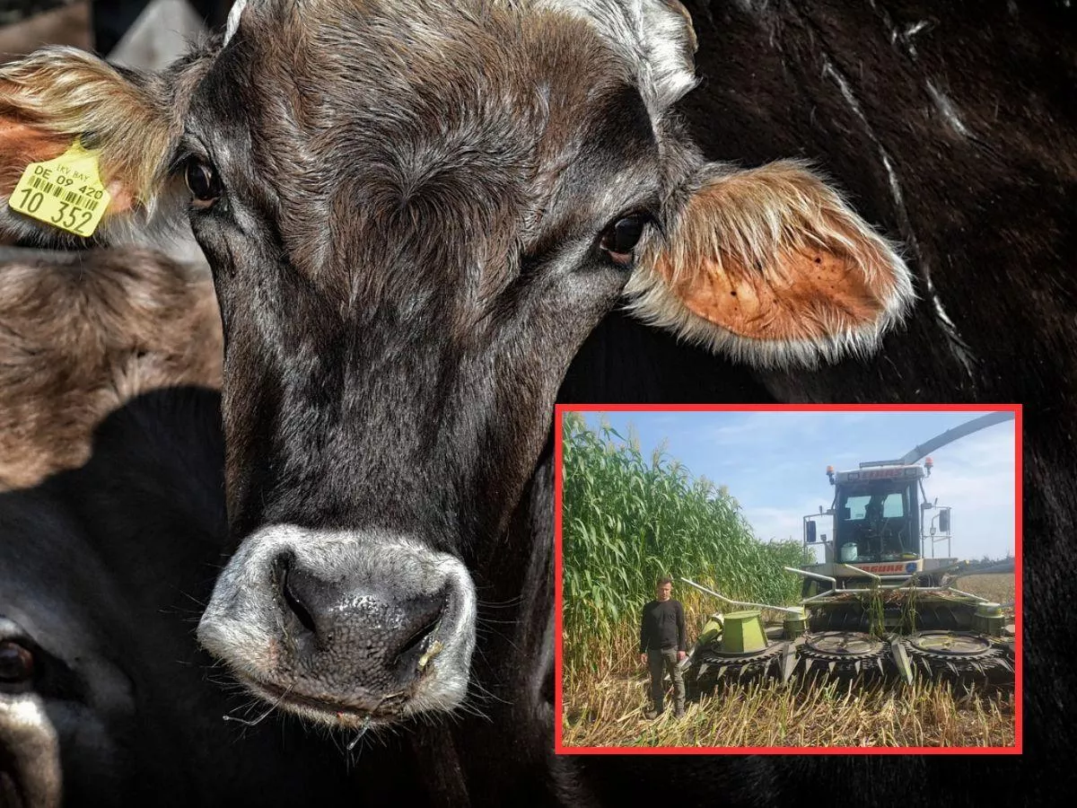 Dramat rolnika. Wybito mu 3000 sztuk bydła. "Nie wiem, co z odszkodowaniem"