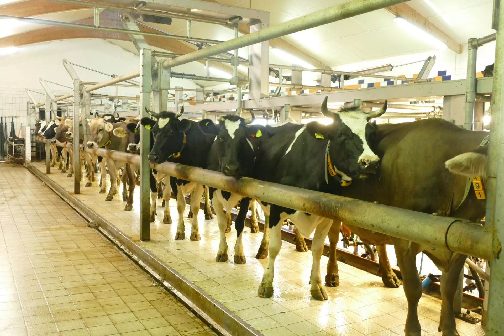 Zestresowane krowy produkują do 20 proc. mleka mniej