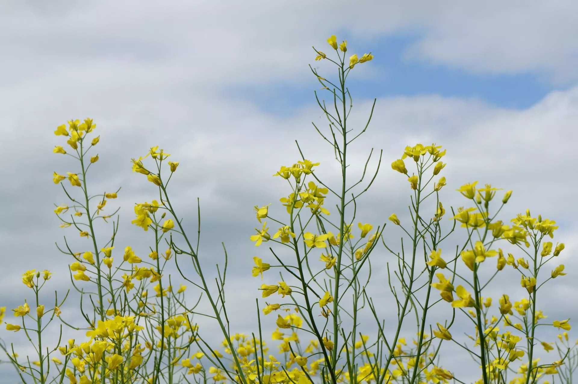 Dolistne dokarmianie zbóż: kiedy i czym nawozić?