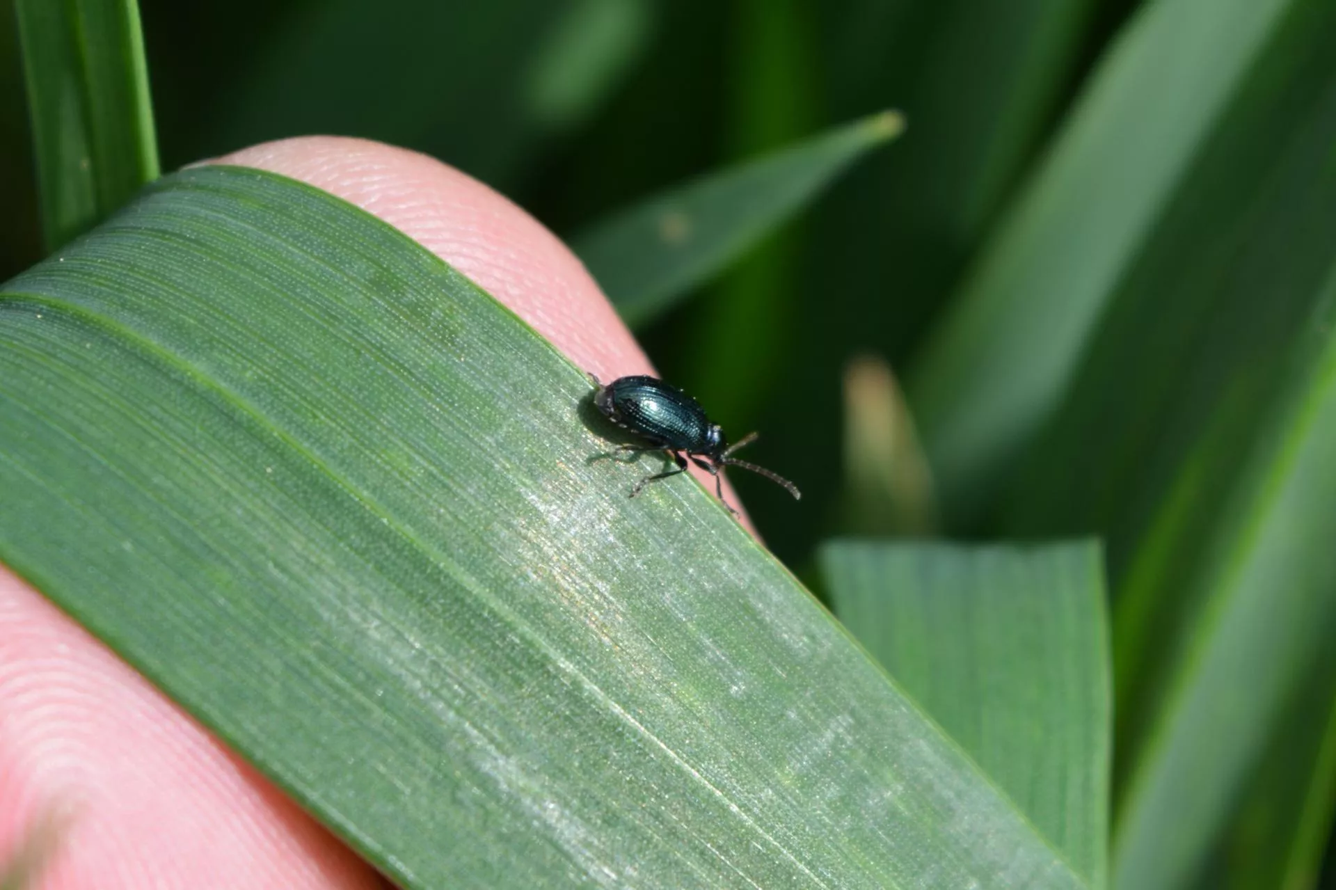 Kiedy pryskać zboże na skrzypionkę?