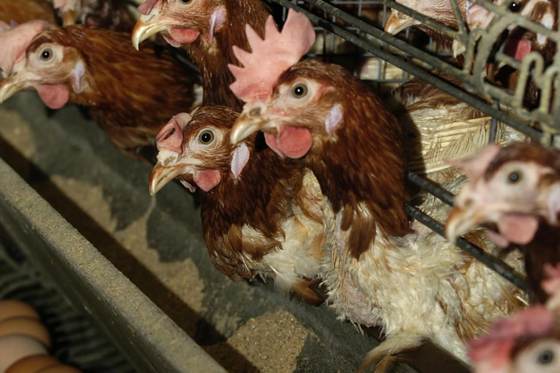 KE odstępuje od karania polskich rolników. Ale monitoruje sytuację