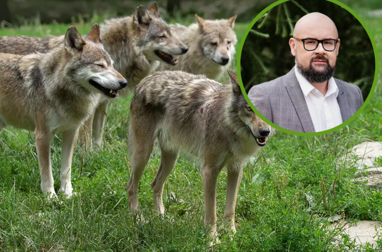 Odstrzał wilków? W UE tak, w Polsce nie. "Wiceminister pomylił odwagę z odważnikiem"