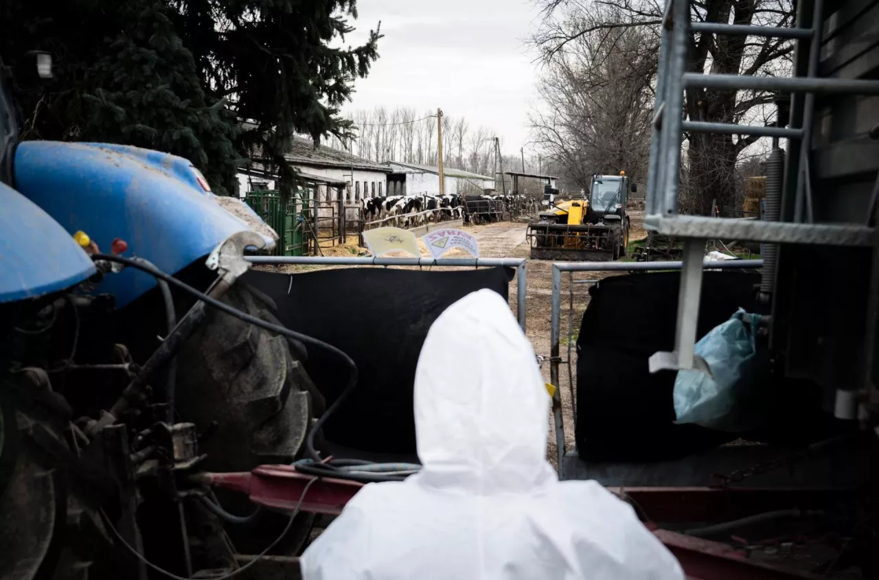 PILNE! Pryszczyca znów uderza. Wybuchło kolejne dużo ognisko