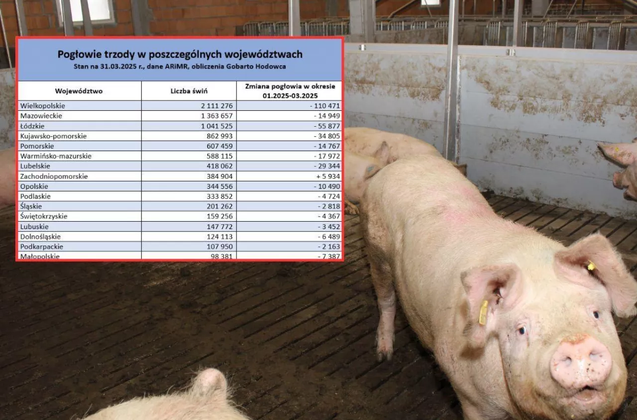 1 200 świń dziennie znika z zagłębia trzody chlewnej w Polsce. Fatalne dane
