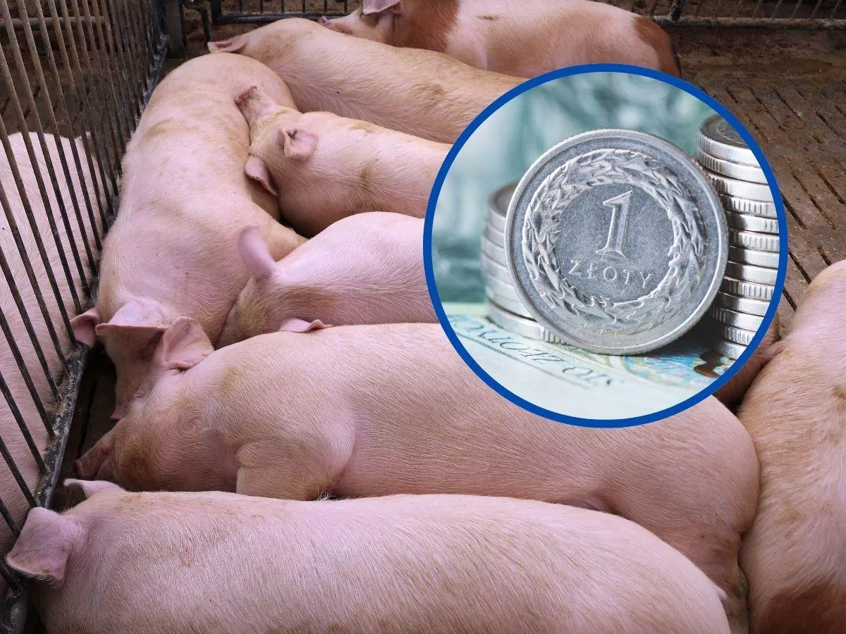 Dobrostan zwierząt: jakie dopłaty do tucznika za 2024 rok?