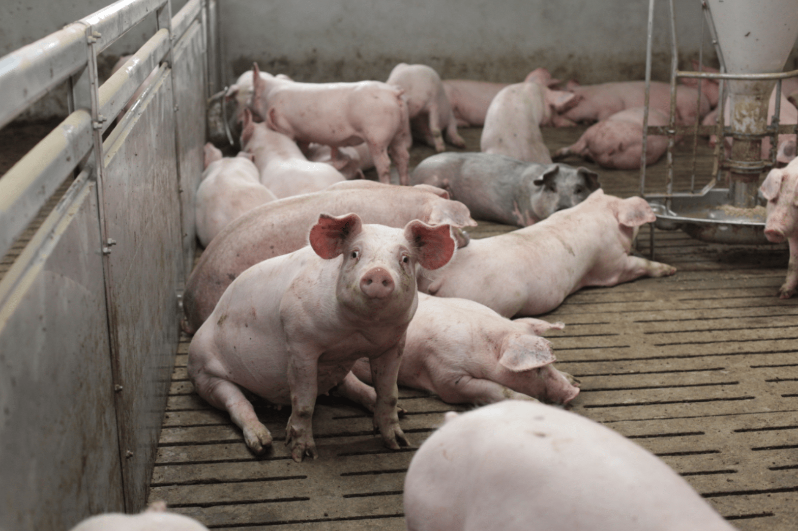 Choroby świń: rolnicy często nie zauważają objawów App. Jak chronić stado?