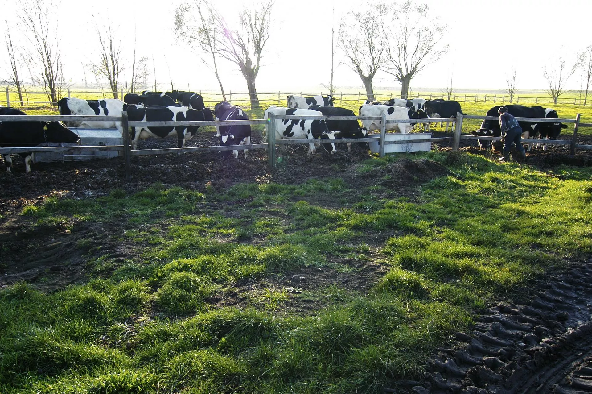 150 tys. zł na dotacje do świń i bydła. Co można kupić? Za co ARiMR da punkty?