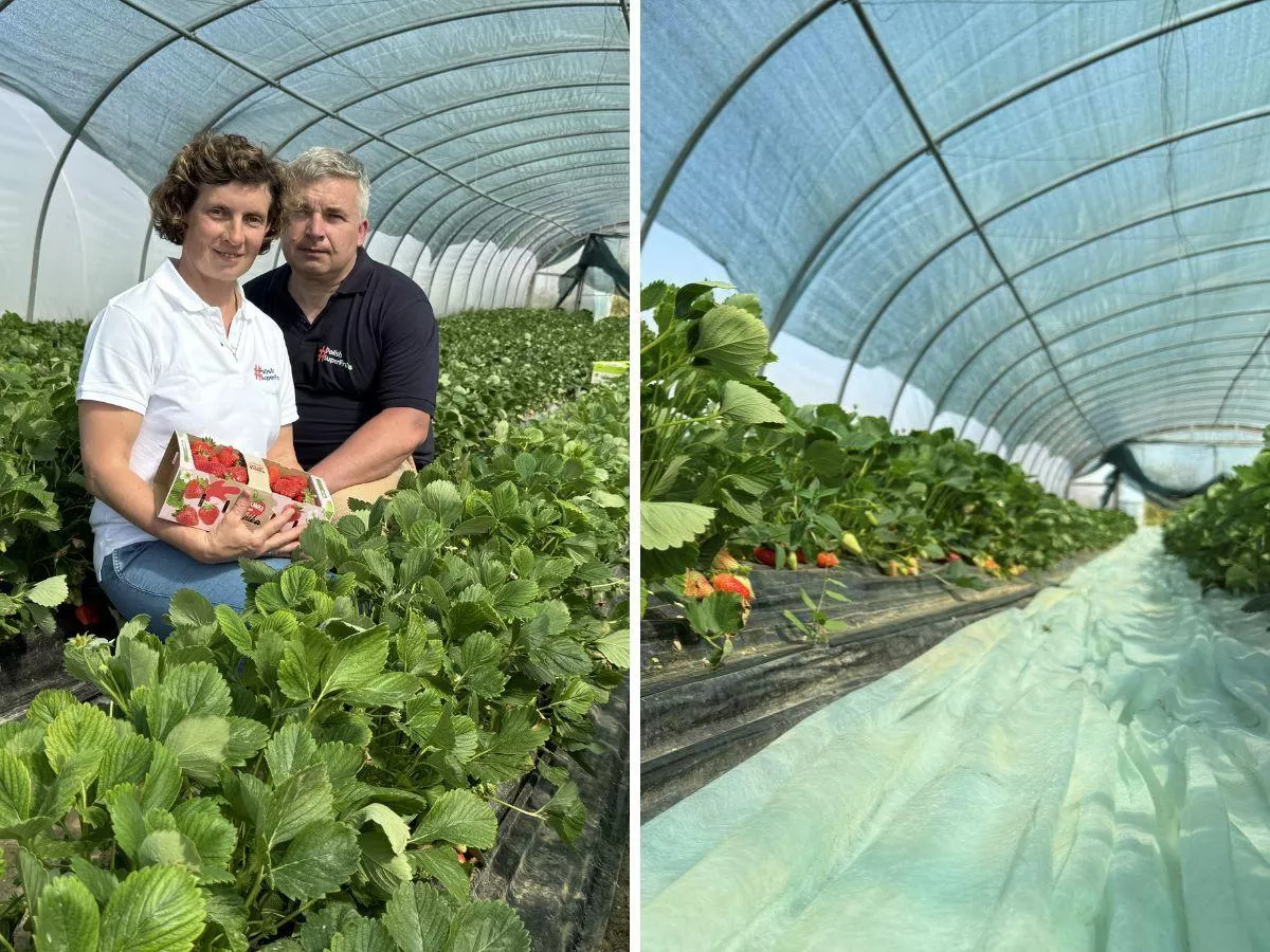 Są już pierwsze polskie truskawki. Jaka cena? [WIDEO]