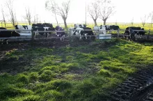 Dotację będzie można wykorzystać na wyposażenie pastwisk umożliwiających wypas bydła bez uwięzi