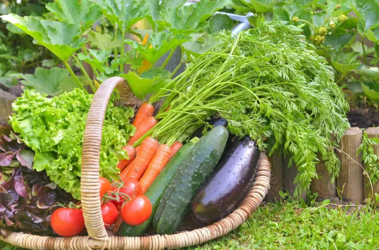 Jak przyspieszyć uprawę warzyw dzięki agrowłókniny?