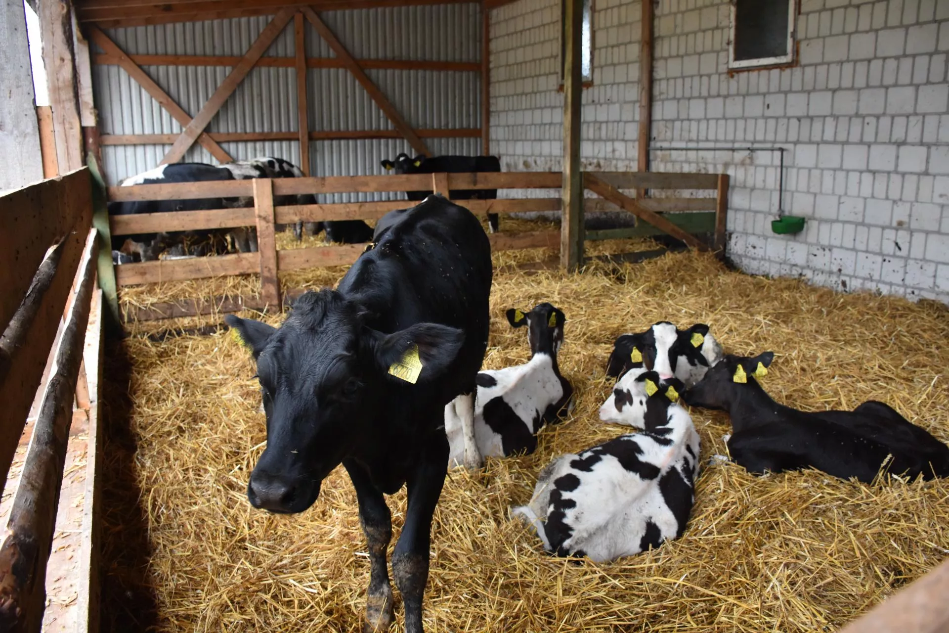 Ceny jałówek ostro w górę. Rolnicy płacą choćby 15 tys. zł za sztukę