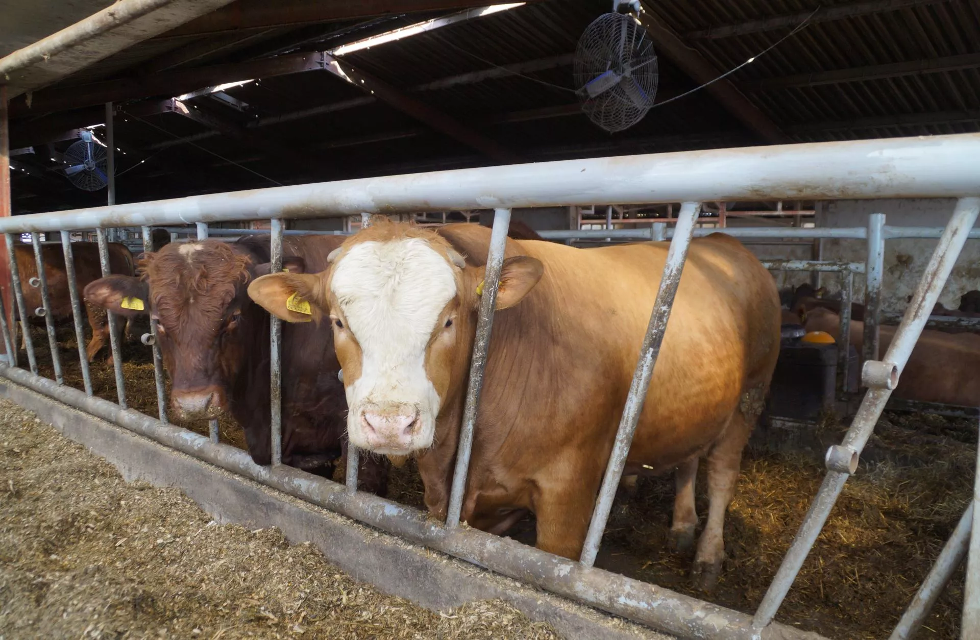 Bydło tańsze choćby o 1 zł. Jakie są ceny byków, krów i jałówek w Polsce? [SONDA]