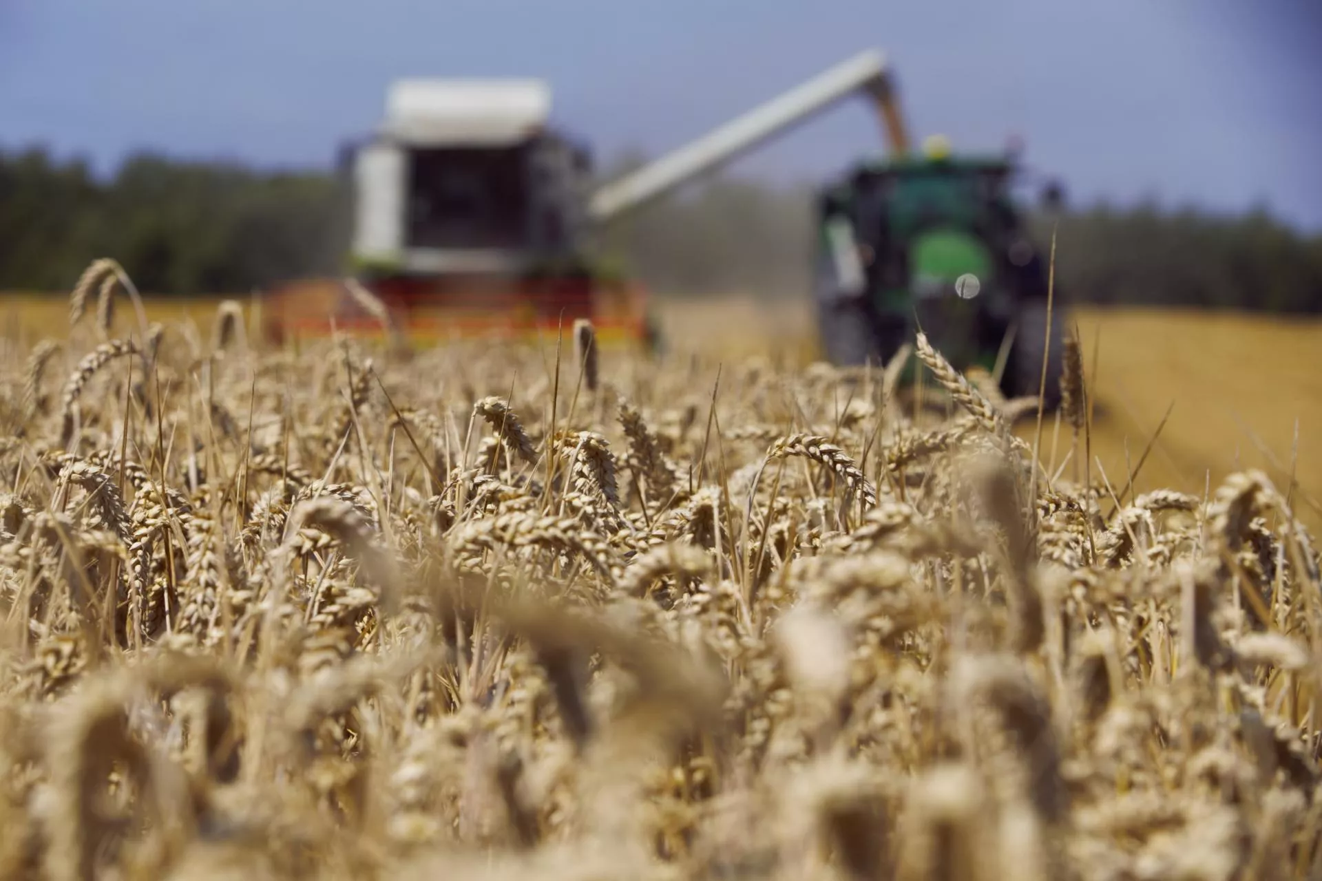Żniwa 2025: ile polscy rolnicy zbiorą zbóż i rzepaku? Nowe prognozy KE
