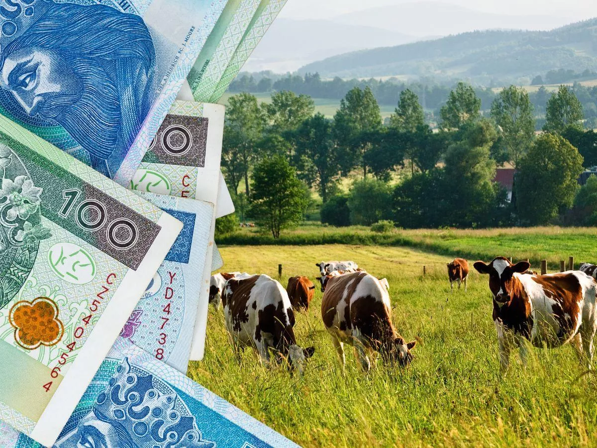 250 zł dopłaty do krów mamek. Jak uzyskać dodatkowe pieniądze?