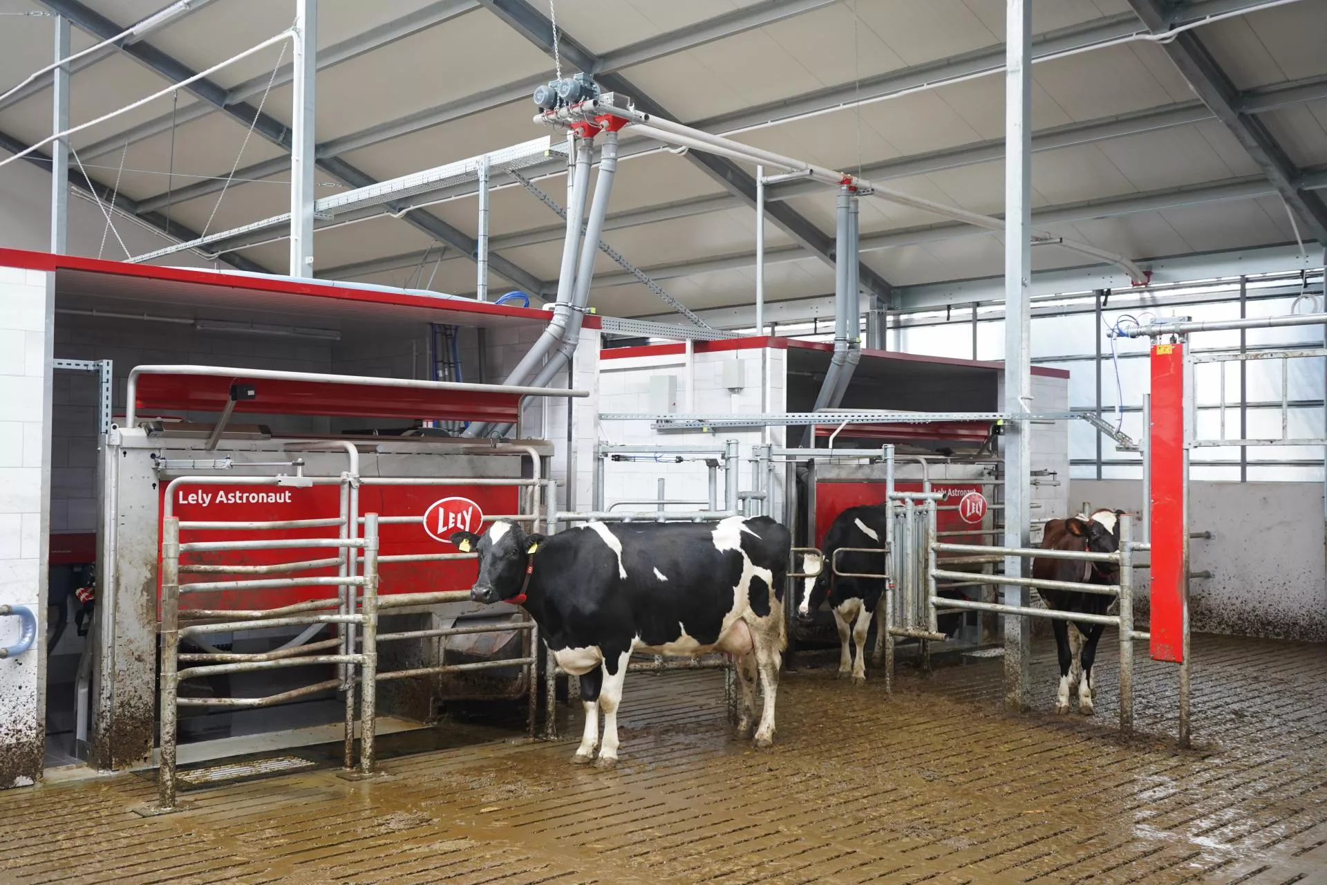 Pasza z robota i stołu paszowego – tu liczy się precyzja