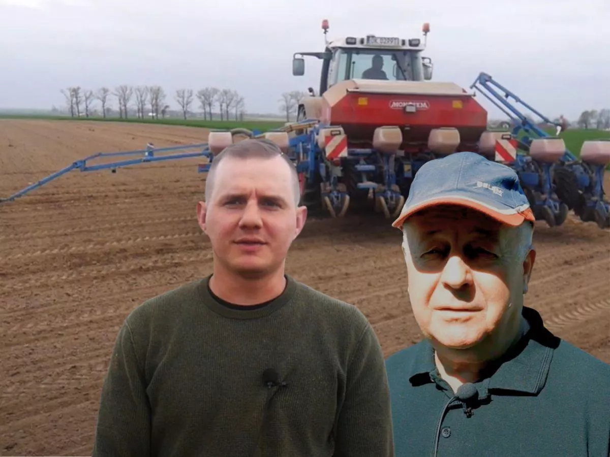 Rolnik musiał zaorać cały rzepak. Sieje kukurydzę, ale w pył