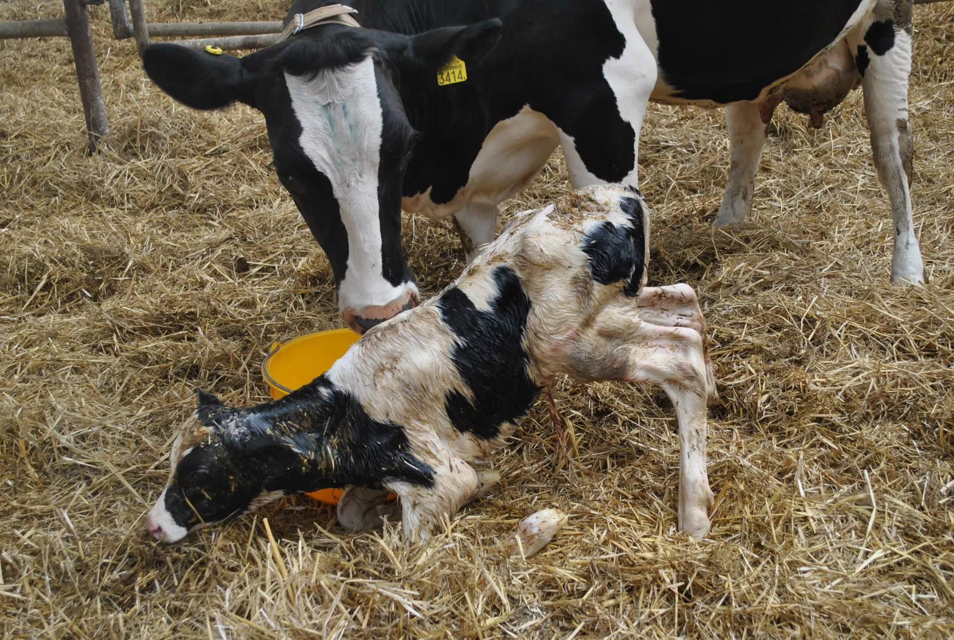Żywienie cieląt: jak skutecznie odpajać je pełnym mlekiem?