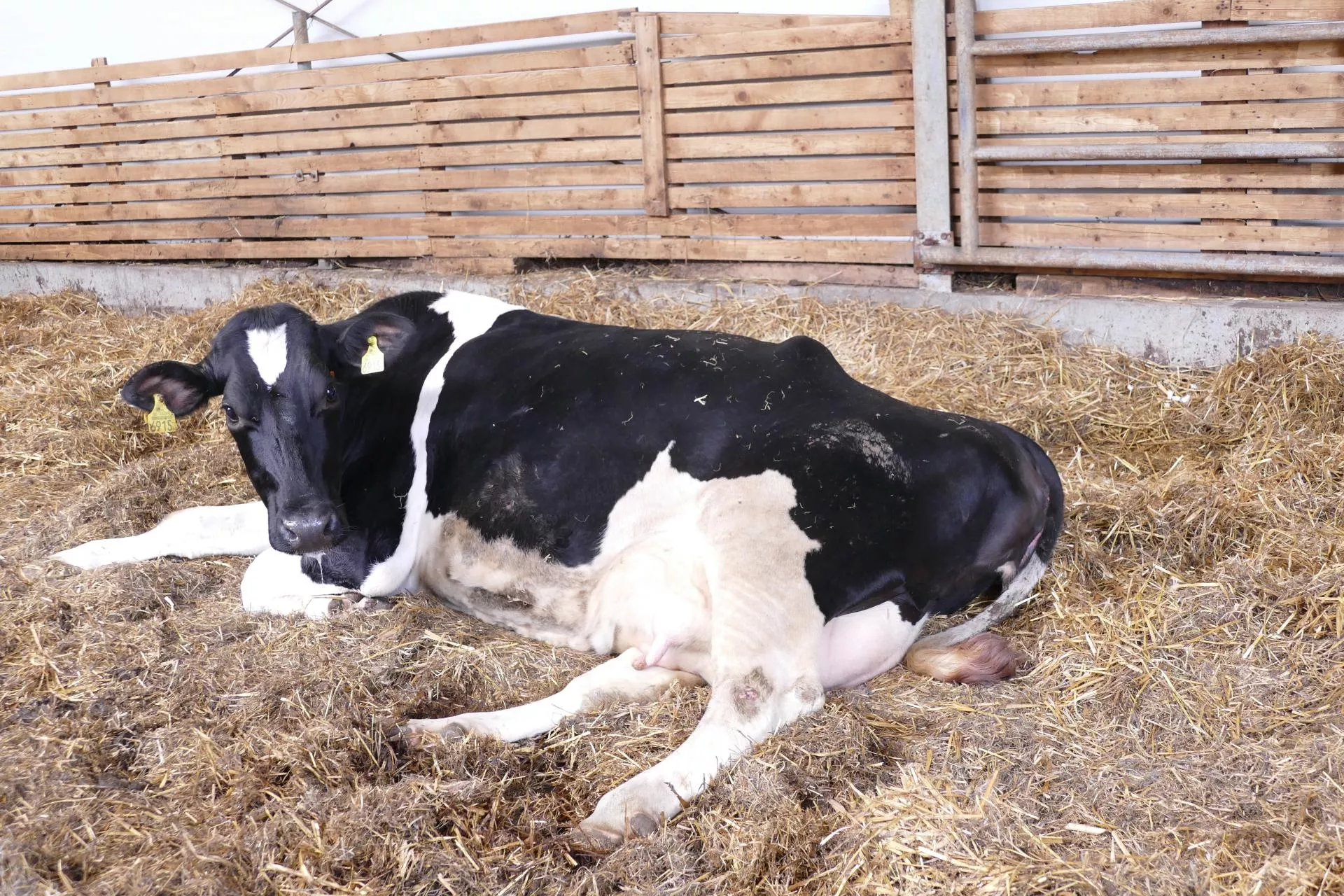 Jak wysokie temperatury wpływają na płód krowy?