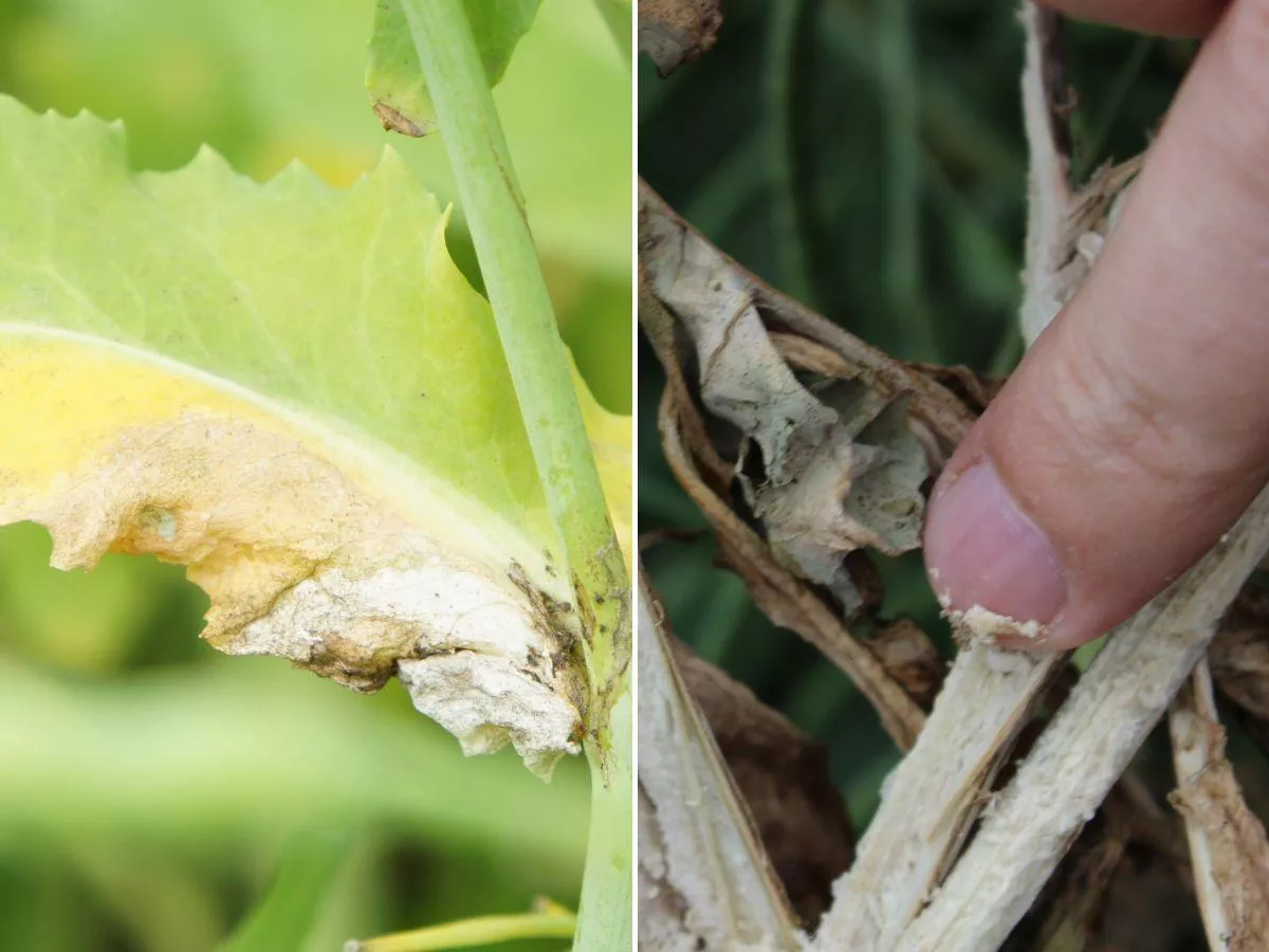 Choroby rzepaku w okresie kwitnienia: kiedy i czym pryskać?