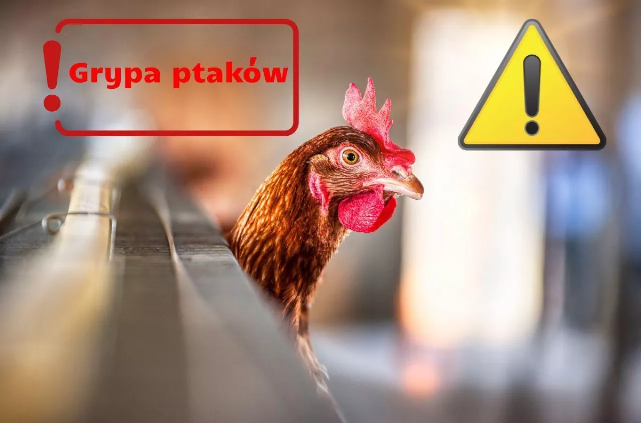 Grypa ptaków w natarciu. Ponad 800 tysięcy kur do wybicia