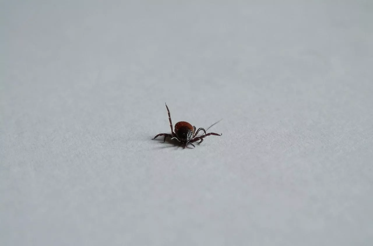 Borelioza: jakie odszkodowanie z KRUS może uzyskać rolnik?