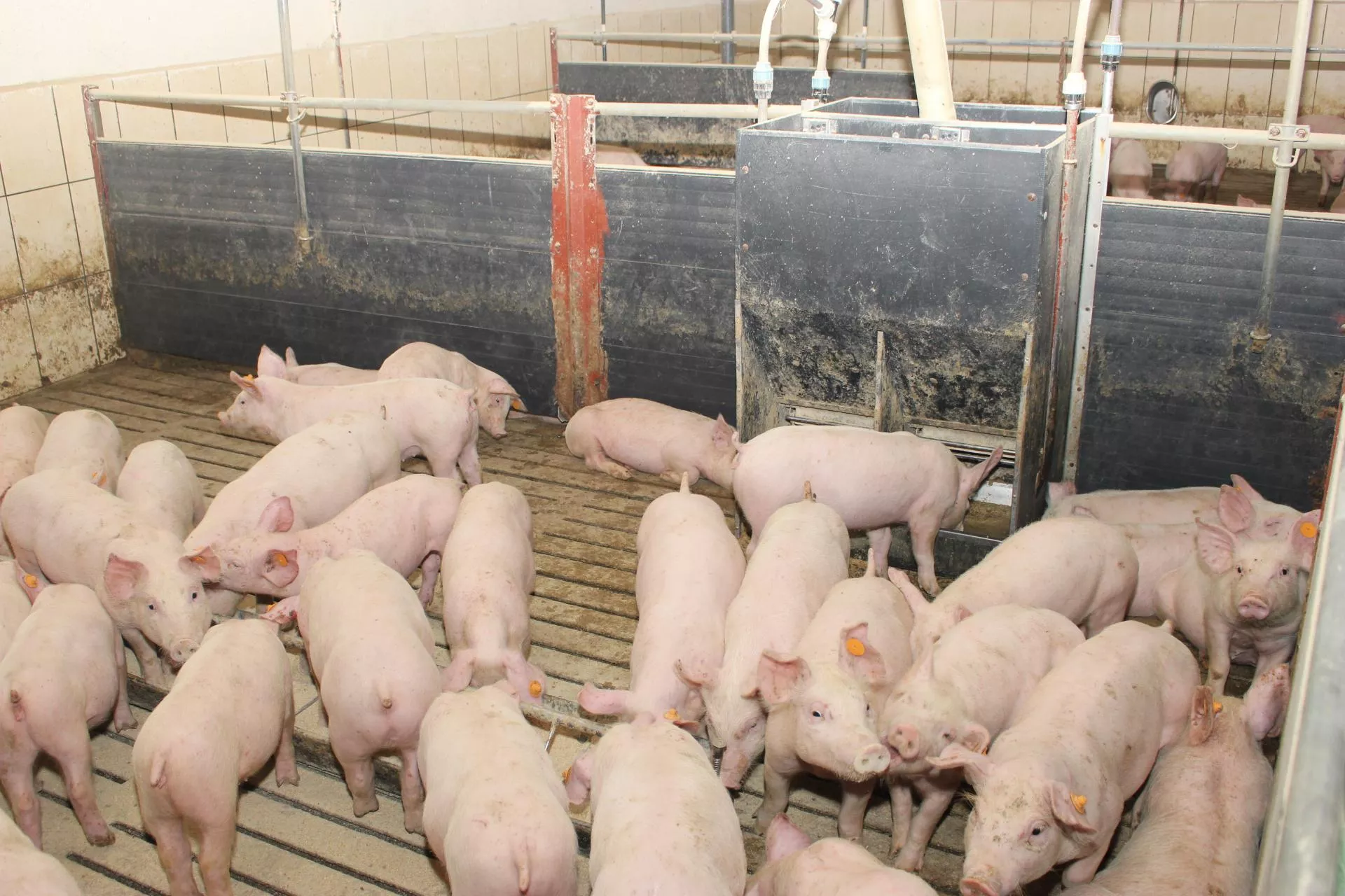 Ceny prosiąt: ile kosztują zagraniczne, a ile krajowe prosięta? [SONDA]