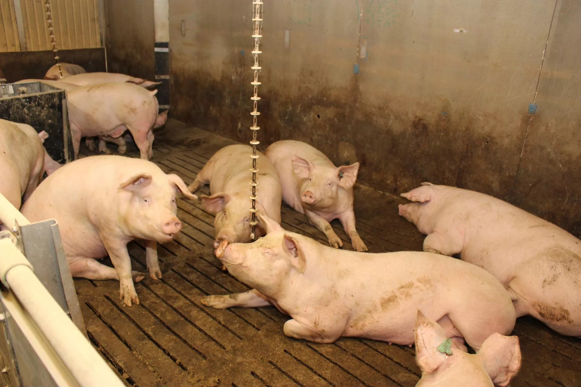 Przerośnięte racice u loch: jakie są skutki?