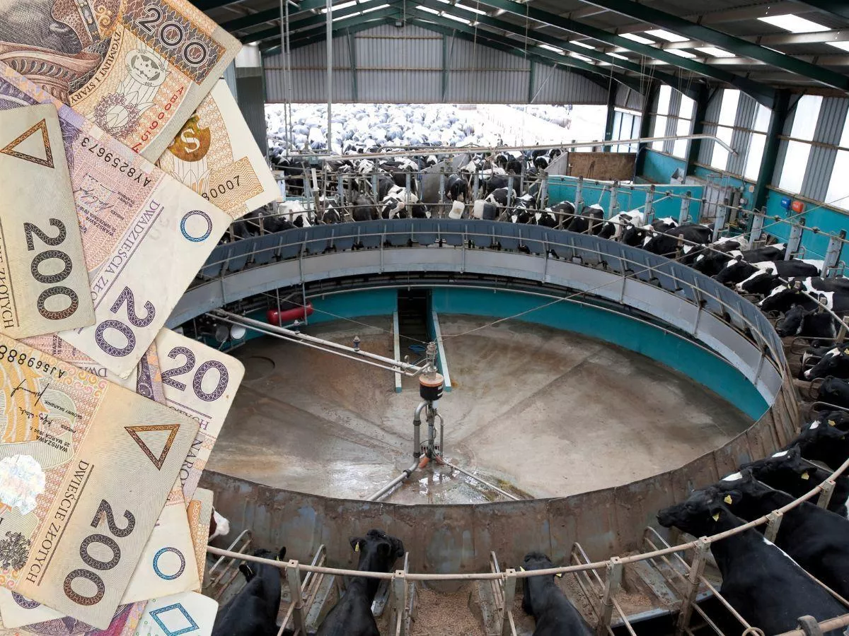 Ceny mleka lekko wzrosły. Gdzie mleczarnie płacą rolnikom najwięcej?