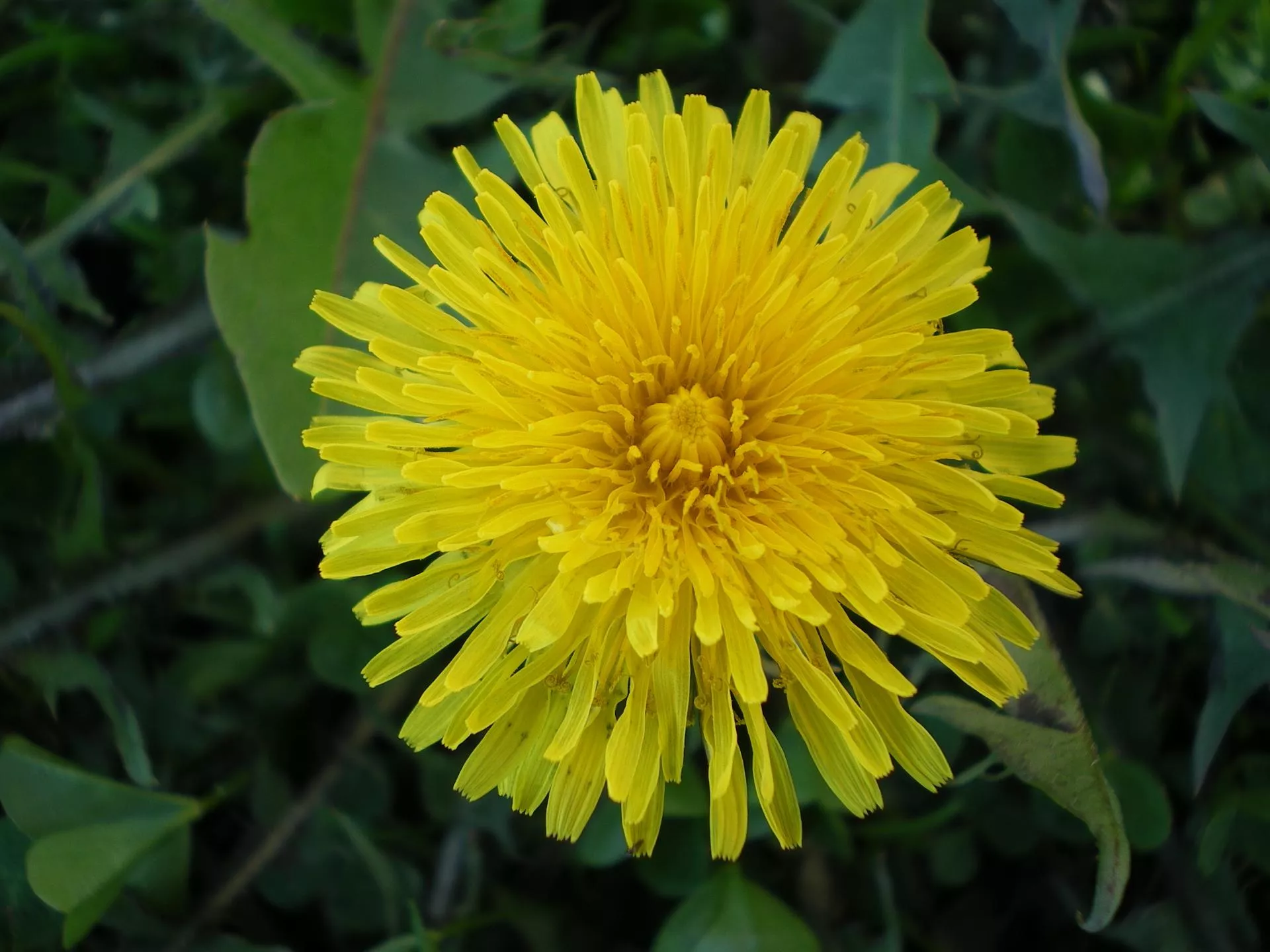 Przepis na gnojówkę z mniszka lekarskiego i pokrzywy. Kiedy i na jakie rośliny stosować?