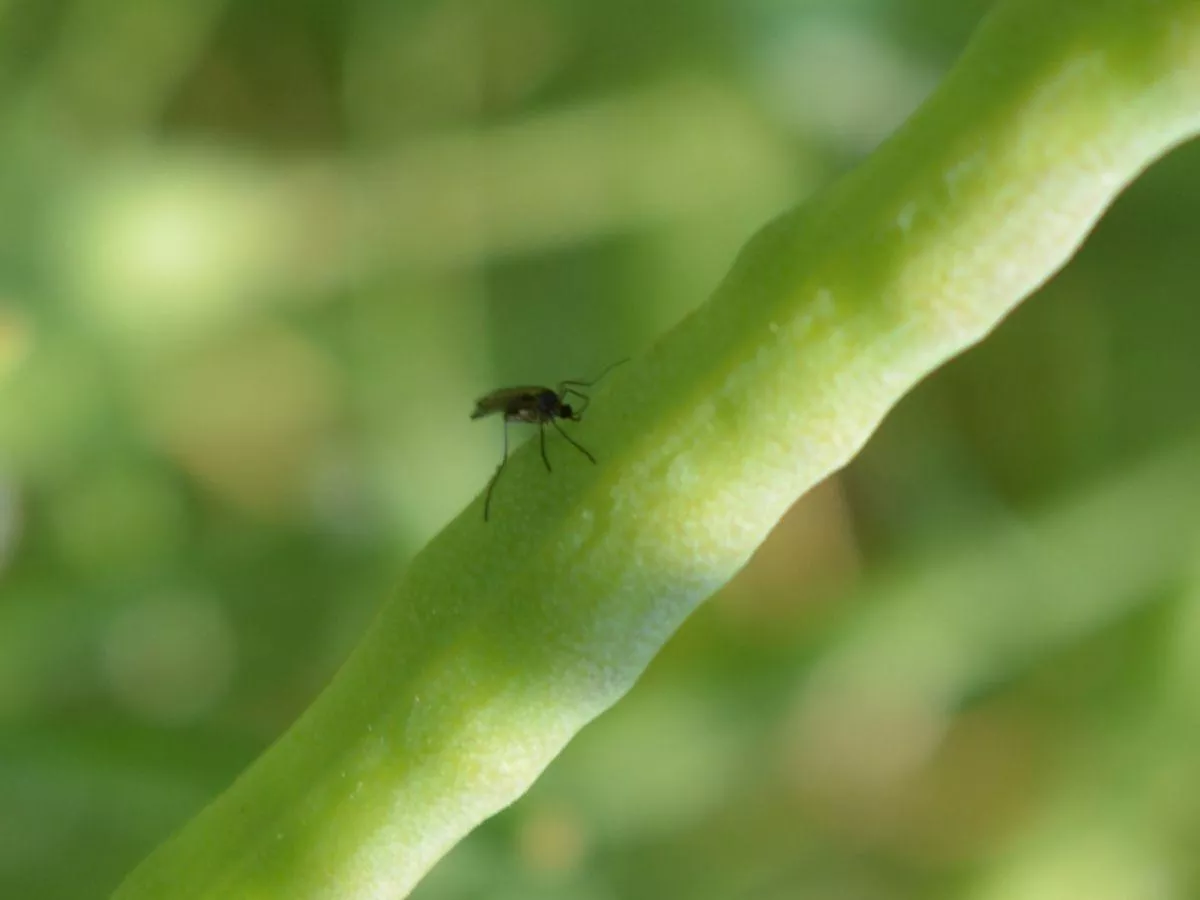 Kiedy pryskać pryszczarka w rzepaku?