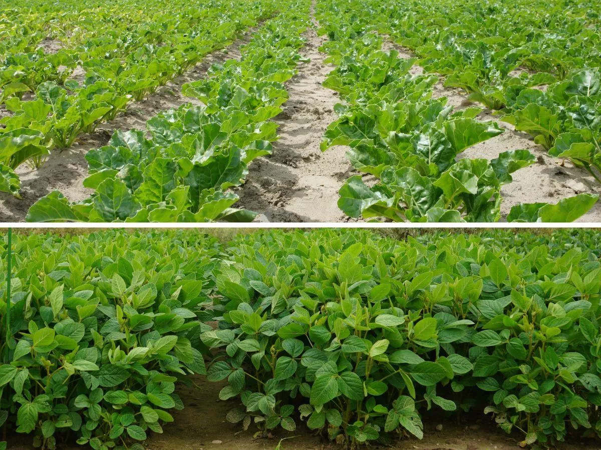 Dokarmianie dolistne buraków cukrowych i ziemniaków. Kiedy i czym?