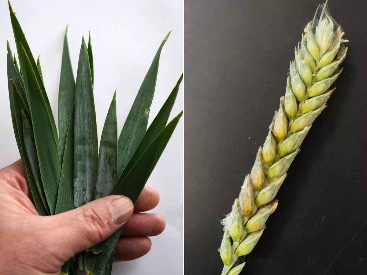 Ochrona zbóż: jak wykonać prosty test na septoriozę i choroby liści?