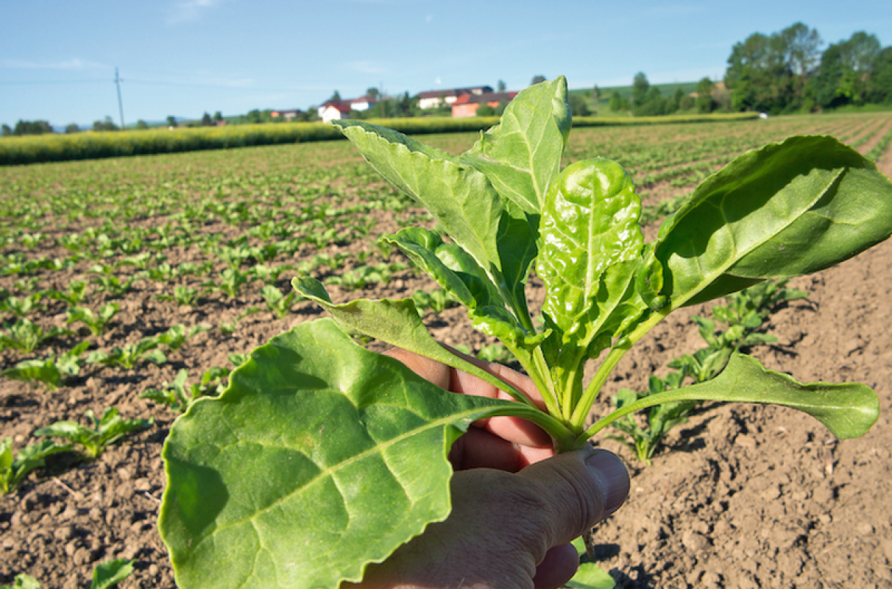 Buraki cukrowe: od dziś rolnicy mogą stosować ten środek. Ale tylko przez 3 miesiące