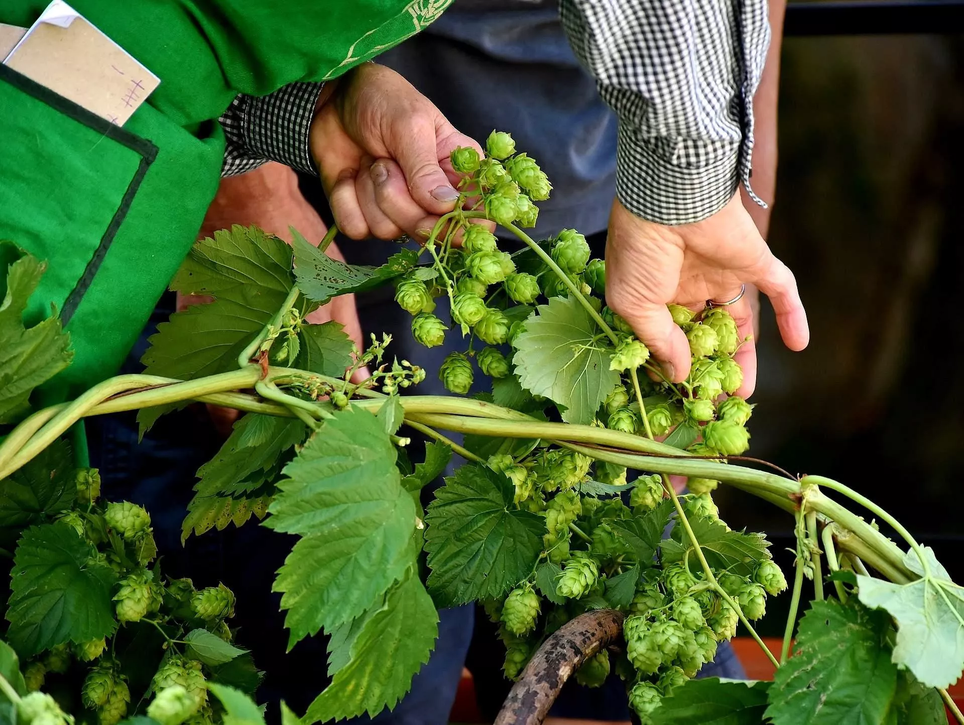 Umowa o pomocy przy zbiorach: jak ją zawrzeć? Jakie obowiązki ma rolnik?