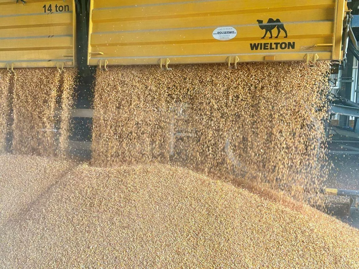 Ceny pszenicy spadają, a świnie drożeją. Co z nawozami? [Raport rynkowy 25.04.2025]