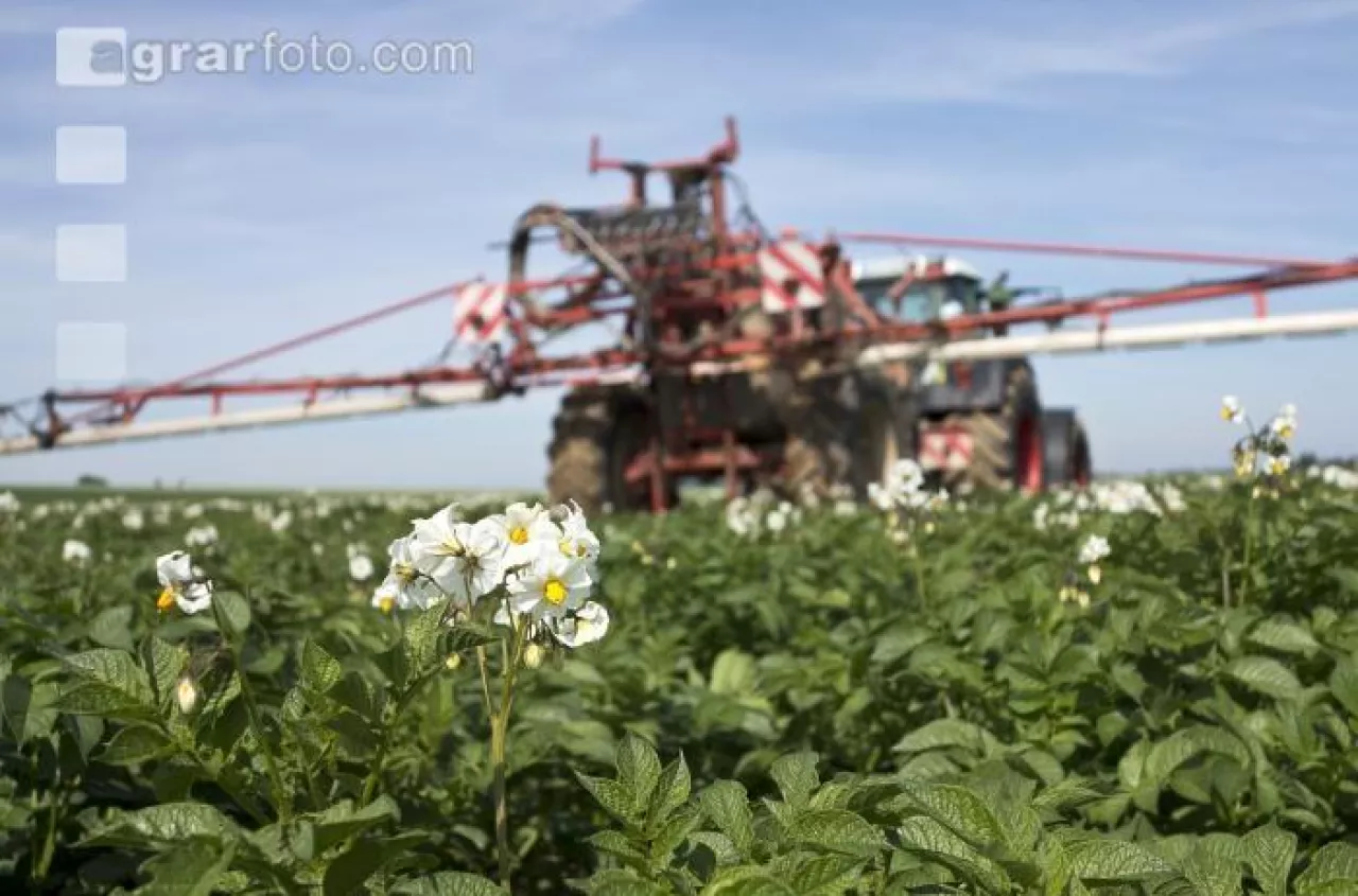 Nawożenie pogłówne ziemniaków: jakim nawozem i kiedy? [PORADNIK]