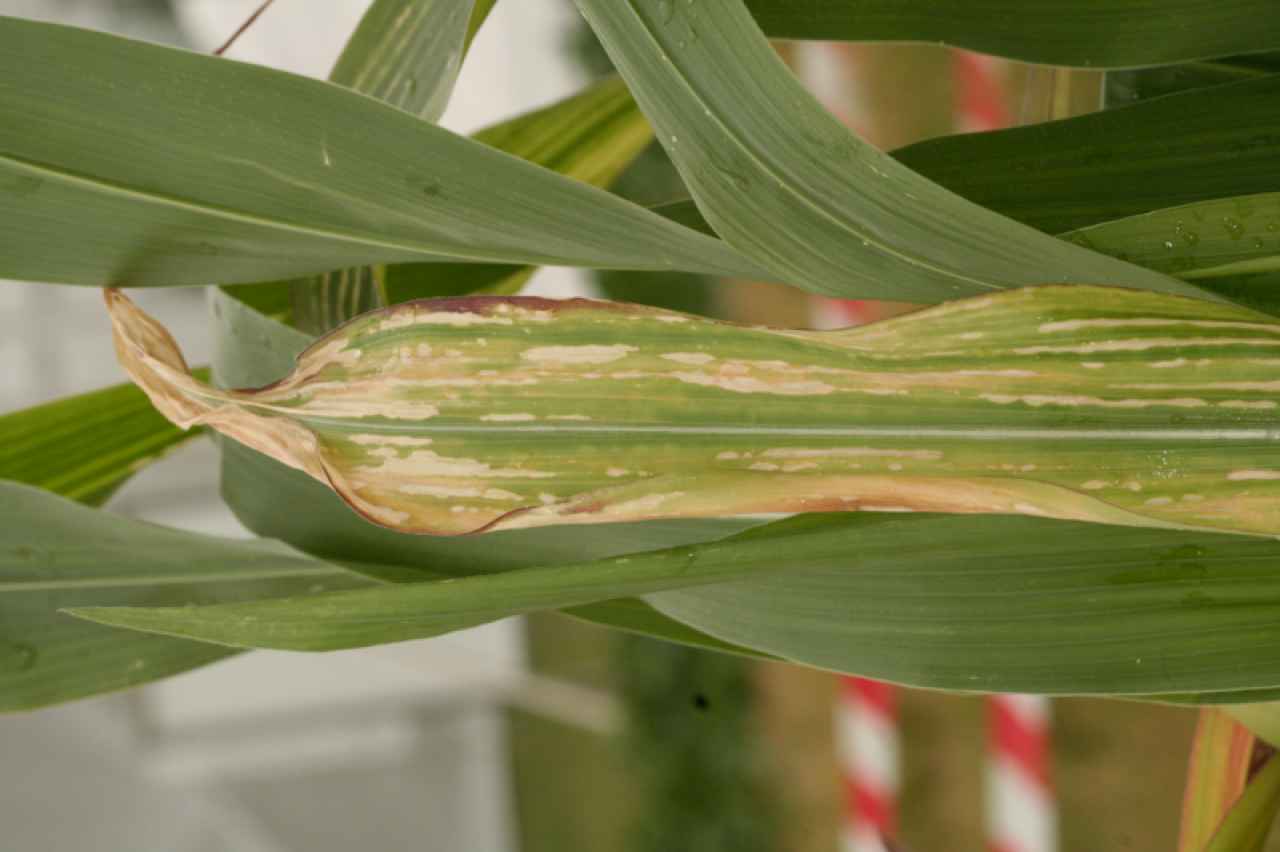 Objawy niedoboru wapnia na liściach kukurydzy - punktowe nekrozy