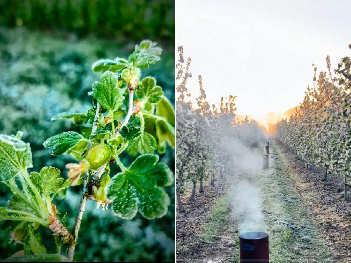 Rolnicy toczą heroiczną walkę o plony. Przymrozki choćby -6°C