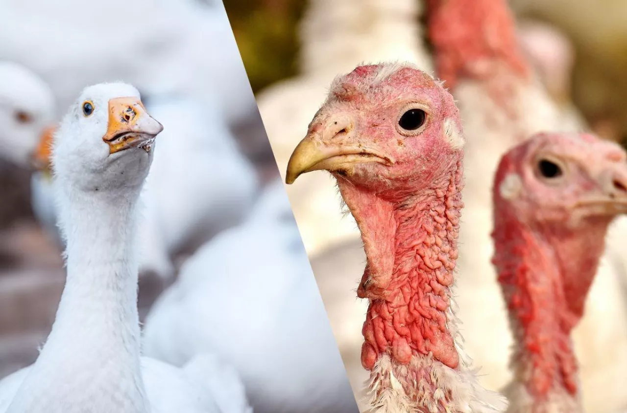 Rolnicy ponoszą potężne straty. Wybito już 11,5 mln sztuk drobiu