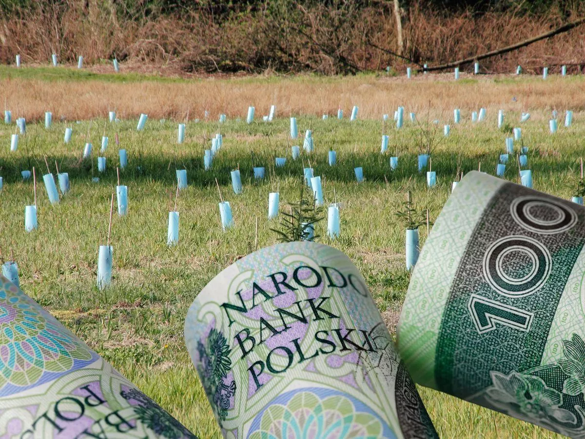 Dotacje do lasów dla rolników: ile na zalesienie, ile na zadrzewienia śródpolne?