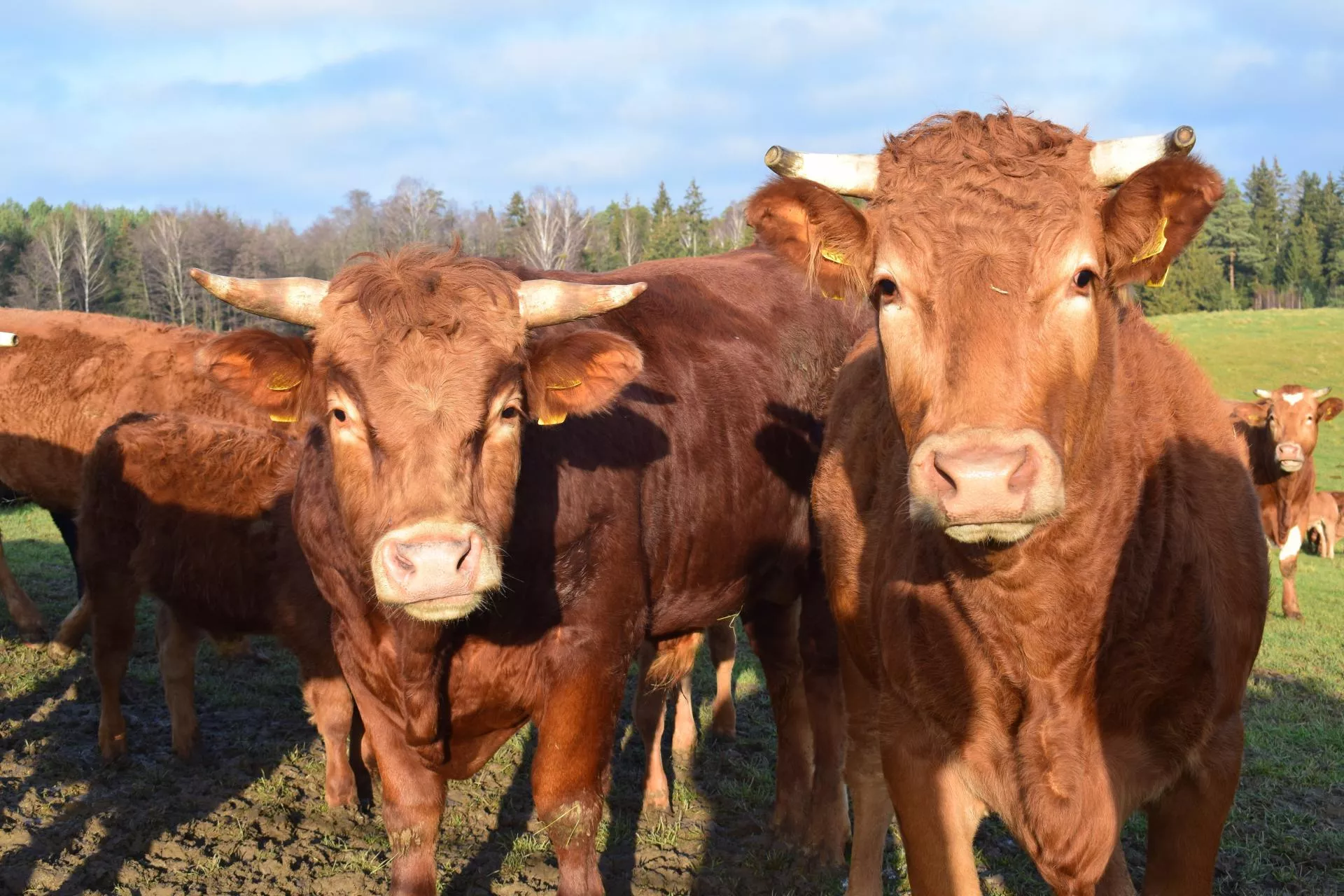 Krowy droższe choćby o 3 zł. Jakie są ceny bydła w Polsce? [SONDA]