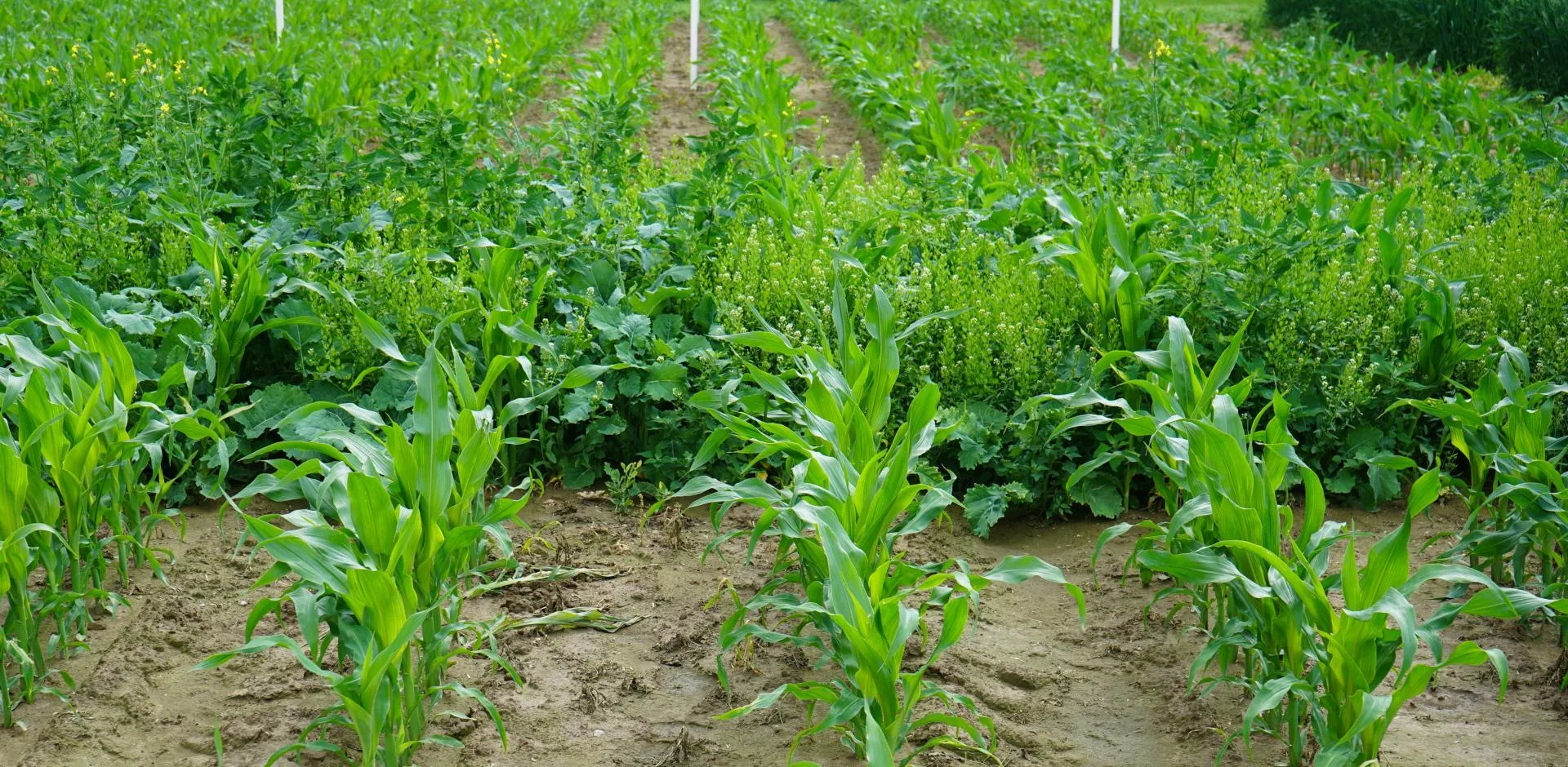 Czym odchwaszczać kukurydzę po siewie?