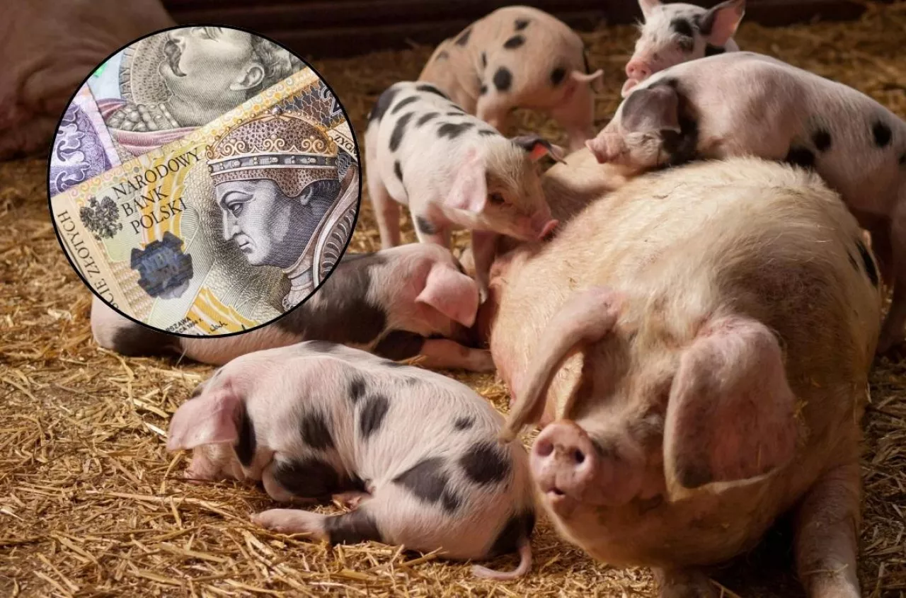 150 tys. zł dotacji na bydło i świń. Co rolnik może kupić? [LISTA]